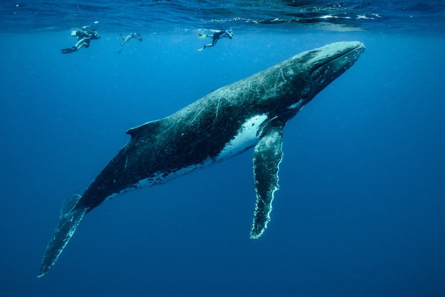 The World's Best Places to See Blue Whales